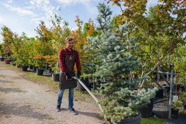 Weatherly, PA Tree Removal and Landscaping Services Company